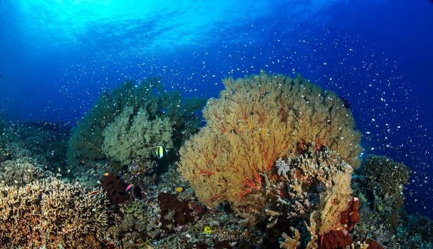 Philippines  underwater pictures