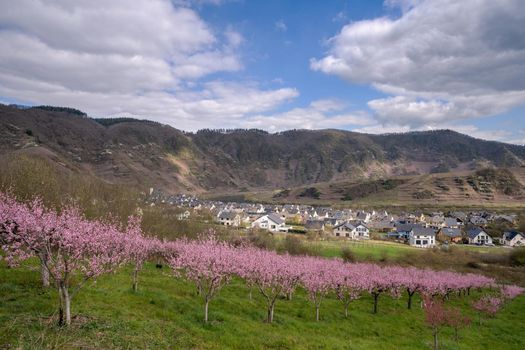Springtime in Moselle region, Germany