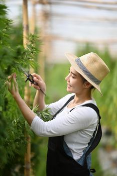 Female smart farmer inspecting cannabis plants in greenhouse. Alternative herbal medicine, health, hemp industry concept