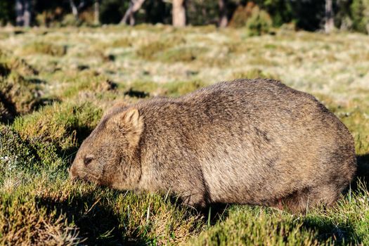 Wild wombat eating grass in Tasmania, Australia.
