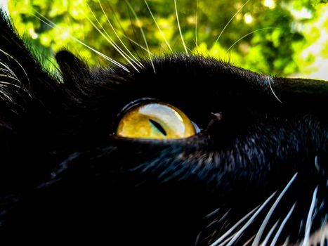 yellow eye of a black cat against a background of foliage