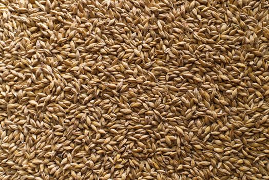 Barley seeds with the outer husk