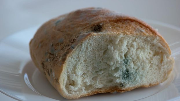 Close up piece of bread covered with mold.