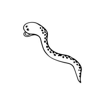 Doodle sea snake, moray eel fish. Inhabitant of the coral reef. Animal of the ocean, seabed, oceanarium. Hand drawn thin line art vector illustration. Isolated simple element.