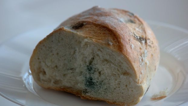 Bread covered with mold close up.