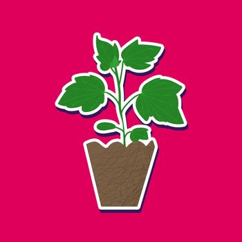 cucumber in peat pot for seedlings. home garden vector clipart. Hand drawn sticker vegetable seedlings isolated on pink background. Green nature flat elements