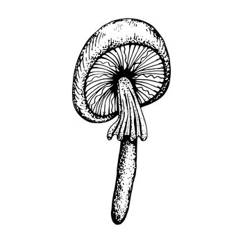 Poison mushroom. Fly agaric red, toadstool in sketch style. Deadly fly agaric. Dangerous forest mushroom. Black and white line art hand drawn vector. Psychedelic mushroom.