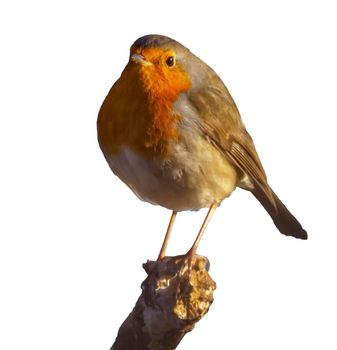 European robin, Erithacus rubecula, or robin redbreast, perched on a branch in white background
