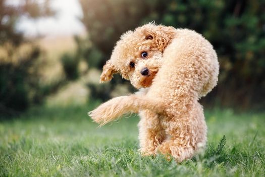 A little puppy of a peach poodle in a beautiful green meadow is happily running and turns abruptly. A fun photo of a naughty little dog, with free space for text