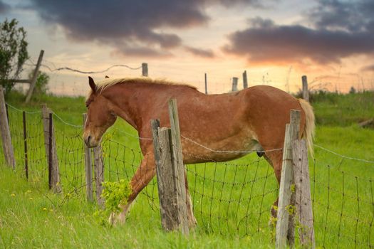 A Male Flaxen Chestnut Horse Stallion Colt with his Foot Caught in a Wire Fence Trying to Remove it