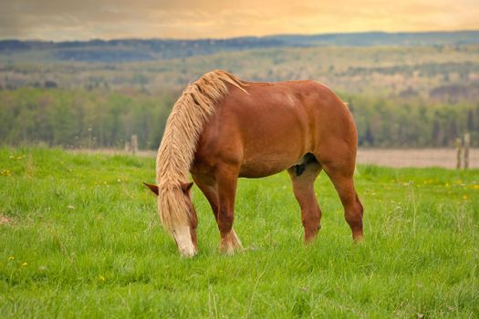 A Male Flaxen Chestnut Horse Stallion Colt Grazing in a Pasture Meadow with a Golden Sunset