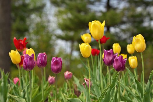 Multi Colored Tulips With Shallow Depth of Field and Creamy Bokeh Background