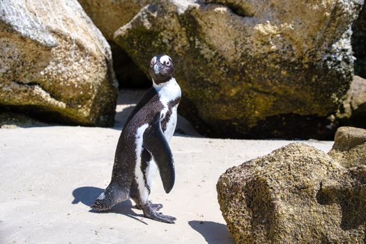 Boulders beach in Simons Town, Cape Town, South Africa. Beautiful penguins. Colony of african penguins on rocky beach in South Africa