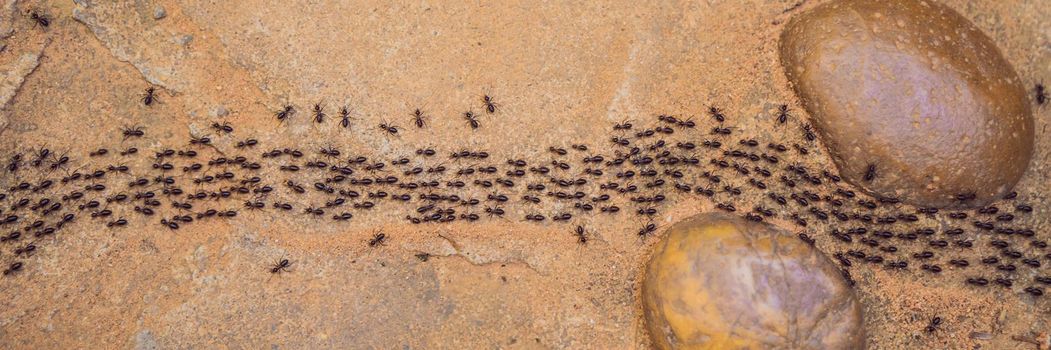 Background, ants running, ants cord, many ants fast on dirt road BANNER, LONG FORMAT