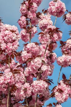 Beautiful gentle colors of Cherry blossom tree. Sakura. Yaezakura. Vertical view