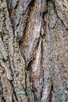 Part of a tree in daylight. The invoice for designers. Tree and its structure bark texture. 