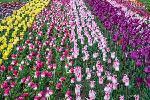 Beautiful tulips flower in a tulip field in spring day. Colorful tulips in the park. 