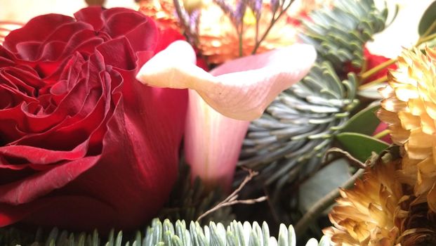 A lush scarlet rose surrounded by green branches and ornaments.