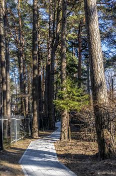 Paved concrete tile path in the park among tall trees pines and firs in Svetlogorsk Raushen, Kalinigrad region, Russia, near the Baltic sea.