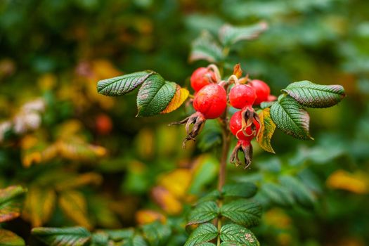 Rosehip berries on a bush. The fruits of a wild rose. Prickly dogrose. Red rose hips.