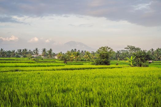 Landscape with green rice fields, palm trees and Agung volcano at sunny day in island Bali, Indonesia. Nature and travel concept