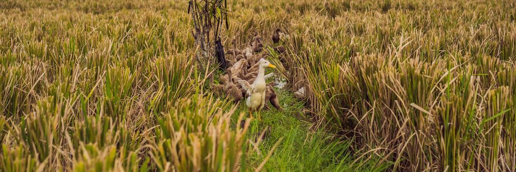 Group of ducks on side of rice fields in Bali BANNER, LONG FORMAT