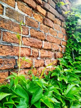 Old cracked red brick wall texture with grape leaves