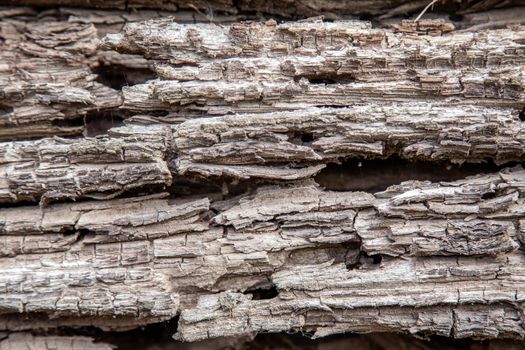 Texture of an old rotten wooden log