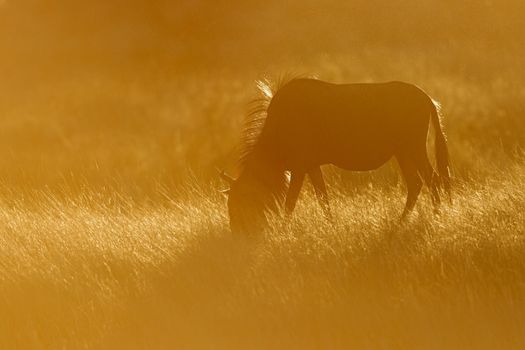 Blue wildebeest in dust at sunset