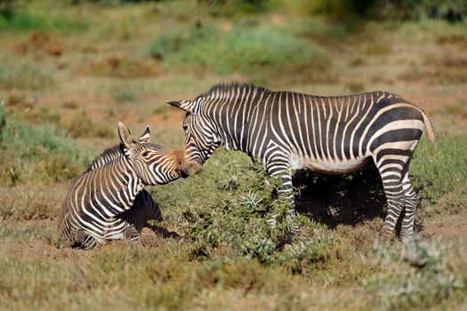 Cape mountain zebras in natural habitat