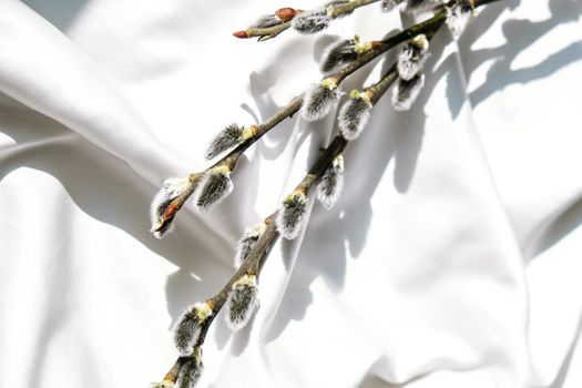 Willow branch on white silk fabric background . Brunch of the blossoming pussywillow on early spring