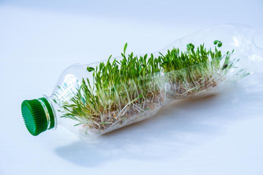 Young green plants in plastic bottle. Ecology and Environmental conversation. Earth day concept. Global pollution of the planet. Seedling
