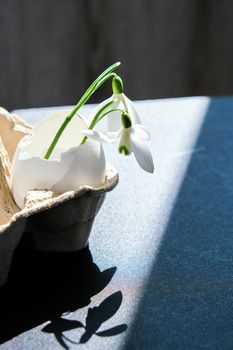 Creative minimal Easter and spring time concept with snowdrop in the white eggshell on dark background. Sustainable lifestyle.