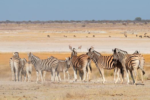 Plains zebras in natural habitat - Etosha National Park