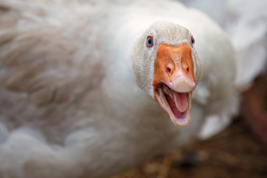 Beak and Face of White angry Goose