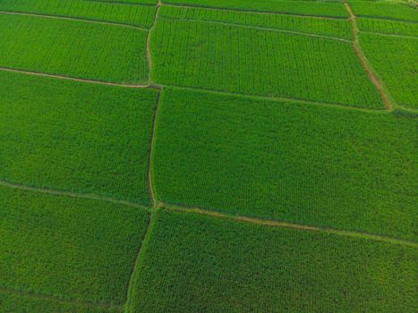Rice Terrace Aerial Shot. Image of beautiful terrace rice field