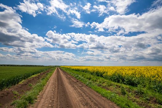 Scenic view on the country road between rapeseed and wheat fields. Horizontal view