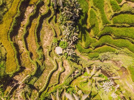 Rice Terrace Aerial Shot. Image of beautiful terrace rice field