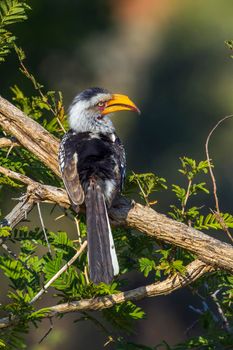 Southern yellow-billed hornbill in Kruger National park, South Africa