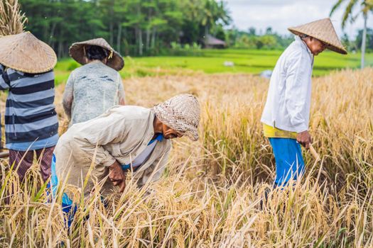 May 23, 2019, Indonesia, Bali: Indonesian farmer man sifting rice in the fields of Ubud, Bali. A common practice done in rural China, Vietnam, Thailand, Myanmar, Philippines.