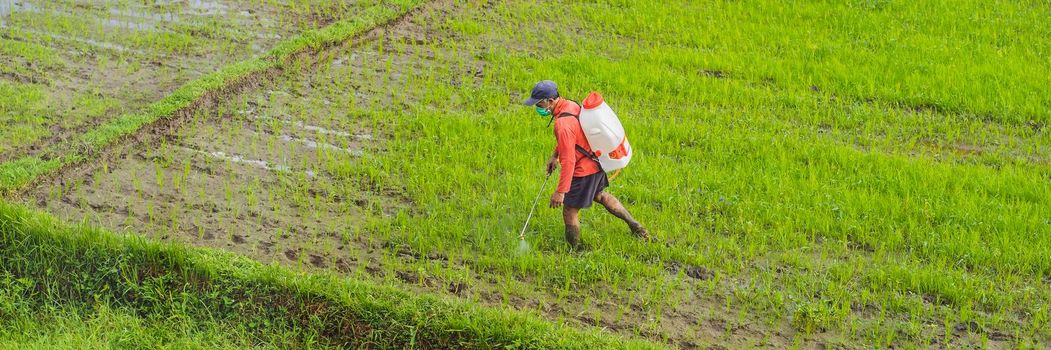 Farmer spraying pesticide to rice by insecticide sprayer with a proper protection in the paddy field BANNER, LONG FORMAT