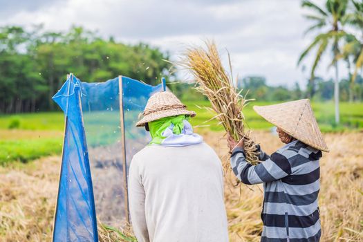 May 23, 2019, Indonesia, Bali: Indonesian farmer sifting rice in the fields of Ubud, Bali. A common practice done in rural China, Vietnam, Thailand, Myanmar, Philippines