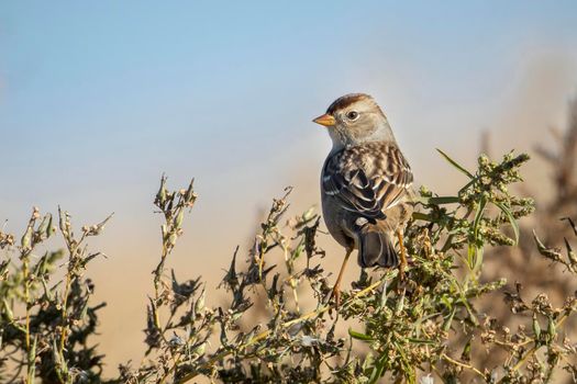 Alert juvenile white crowned sparrow.