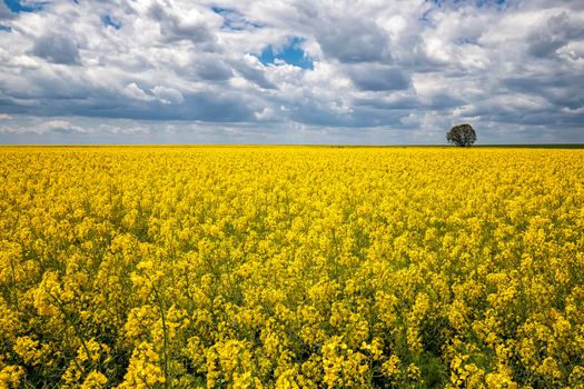 Day landscape with yellow rapeseed field with a lonely tree and amazing sky with clouds