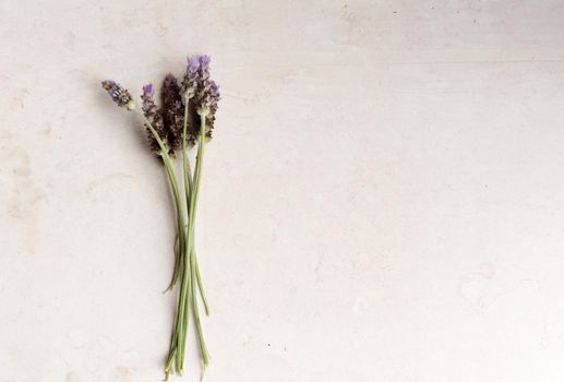 Top down view of small bunch of lavender on neutral limestone background with copy space to right