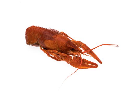 Crayfish, boiled, cooked, red on white background