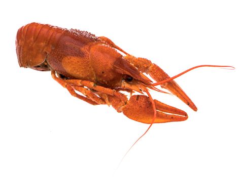 Crayfish, boiled, cooked, red on white background