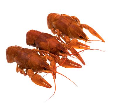 Three crayfish, cooked, red, on a white background, isolated