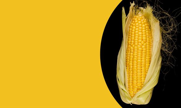 Ripe corn in a head of cabbage half peeled from the husk on a wooden board and a black background space for the text on a yellow background
