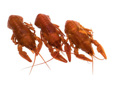 Three cooked boiled crawfish, on a white plate, isolated